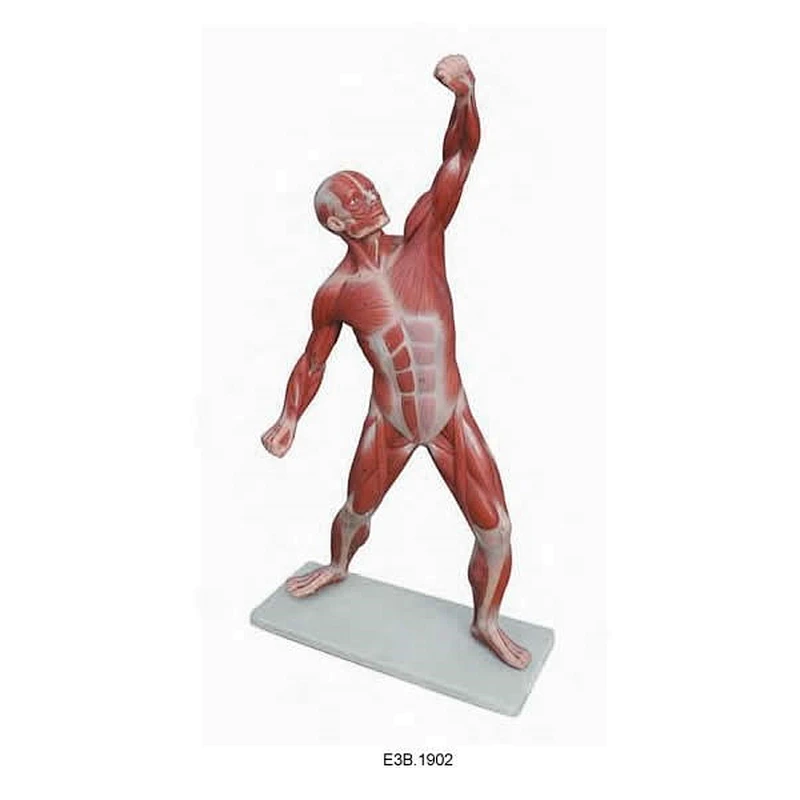 50cm,superficial muscular Torso