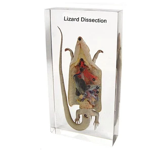Lizard injected