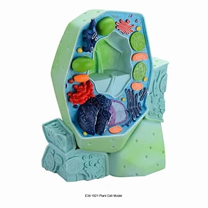 Plant Cell Model