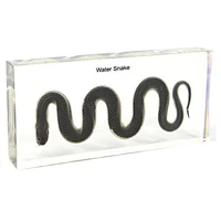 Water Snake