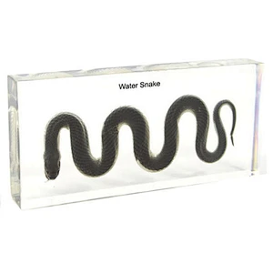 Serpent d'eau