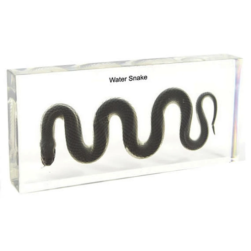 Serpent d'eau