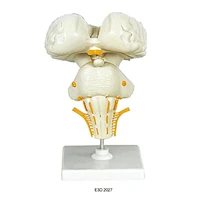Human Brain Stem