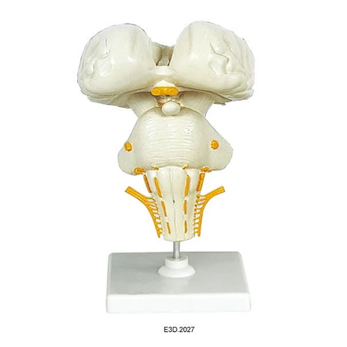 Human Brain Stem