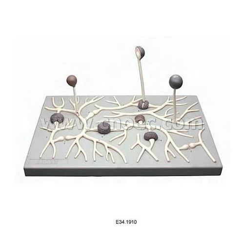 White Mold Model