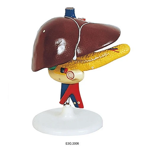 Gan người Tụy và tá tràng