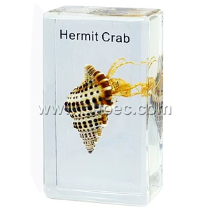 Crystal Specimen, Hermit Crab