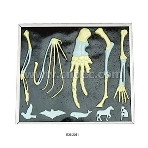 Relief Model of Claw
