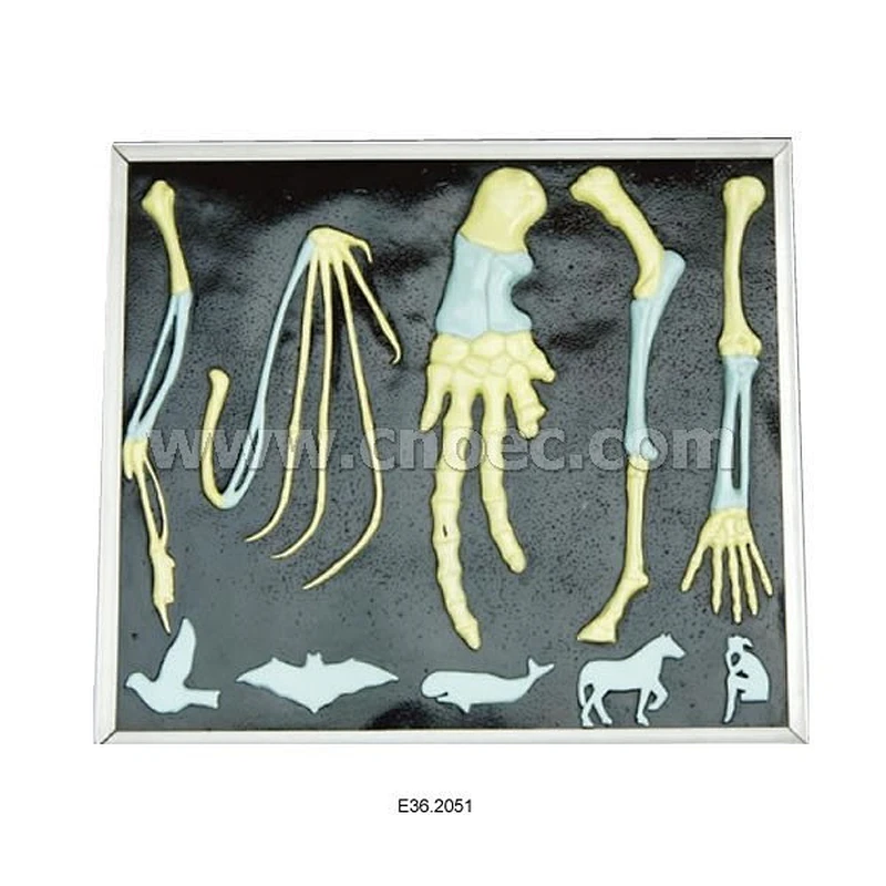 Relief Model of Claw