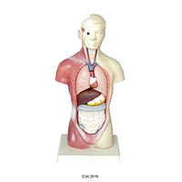 Miniature Human Male Torso