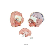 Human Head, Natural Size,4parts