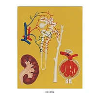 Human Kidney,Nephron and Glomerulus