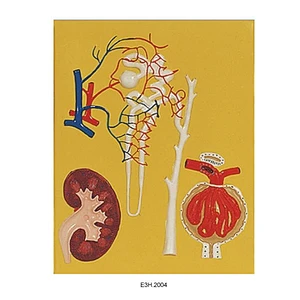 Human Kidney,Nephron and Glomerulus