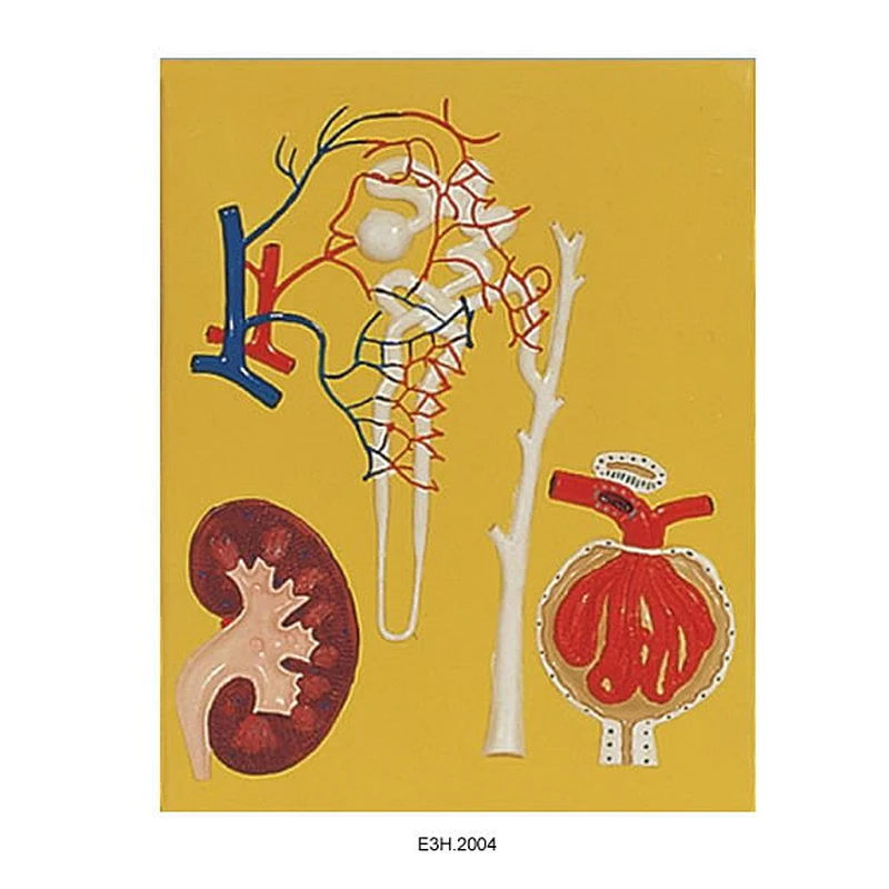 Human Kidney,Nephron and Glomerulus