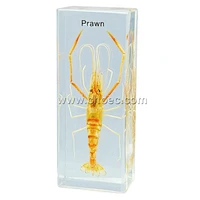Crystal Specimen, Prawn