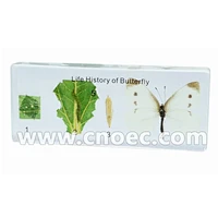 Crystal Specimen, Life hisory of butterfly