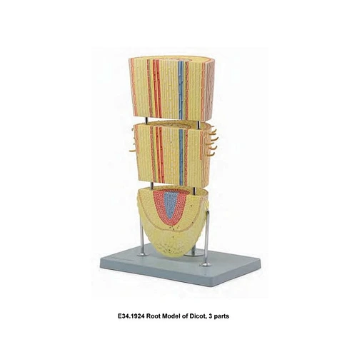 Root Model of Dicot,3parts