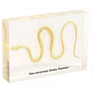 Non-venomous Snake Skeleton