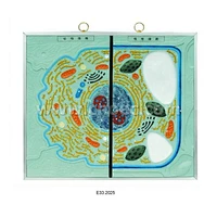 Ultrastructure of Animal and Plant Cell