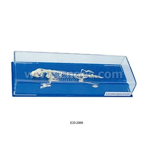 Lizard Skeleton