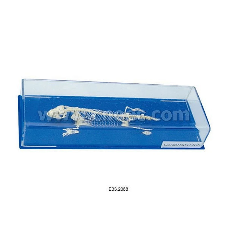Lizard Skeleton