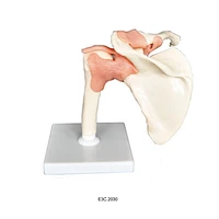 Big Shoulder Joint-functional model