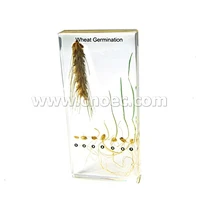 Wheat Germination