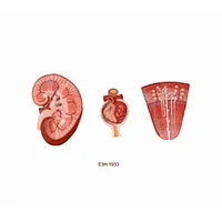 Kidney,Renal Nephron，Renal Corpuscle