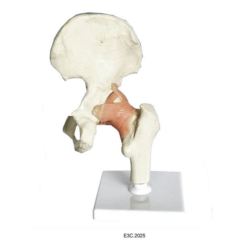 Human Hip Joint