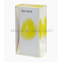 Crystal Specimen, Spongilla