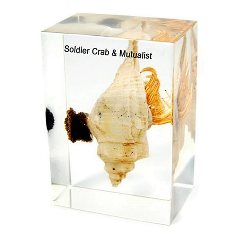 Soldier Crab