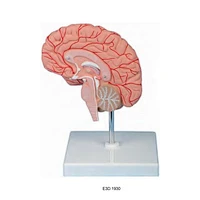 Right Brain Model