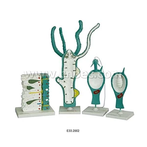 Hydra Set