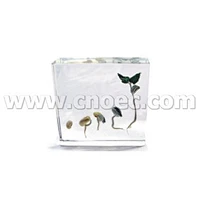 Lịch sử nảy mầm đậu