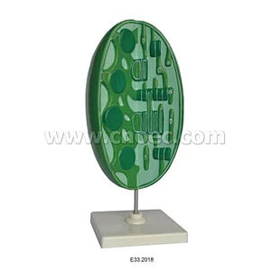 Model of Chloroplast