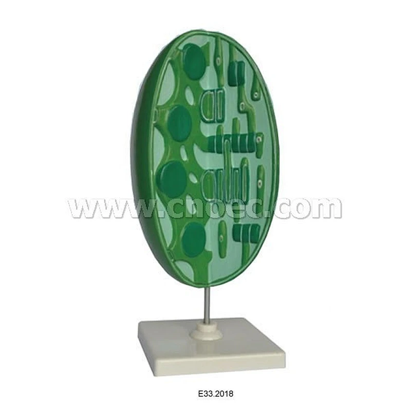 Model of Chloroplast