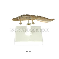 Model of Newt