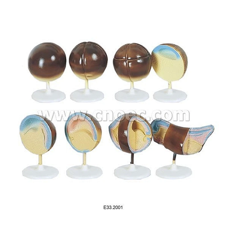 Vertebral Animal Development Set