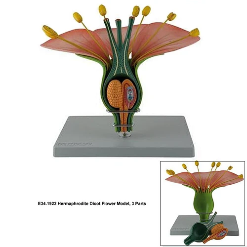 Hermaphrodite Dicot Flower Model, 3 Parts