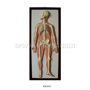 Relief Model of Human Skeleton