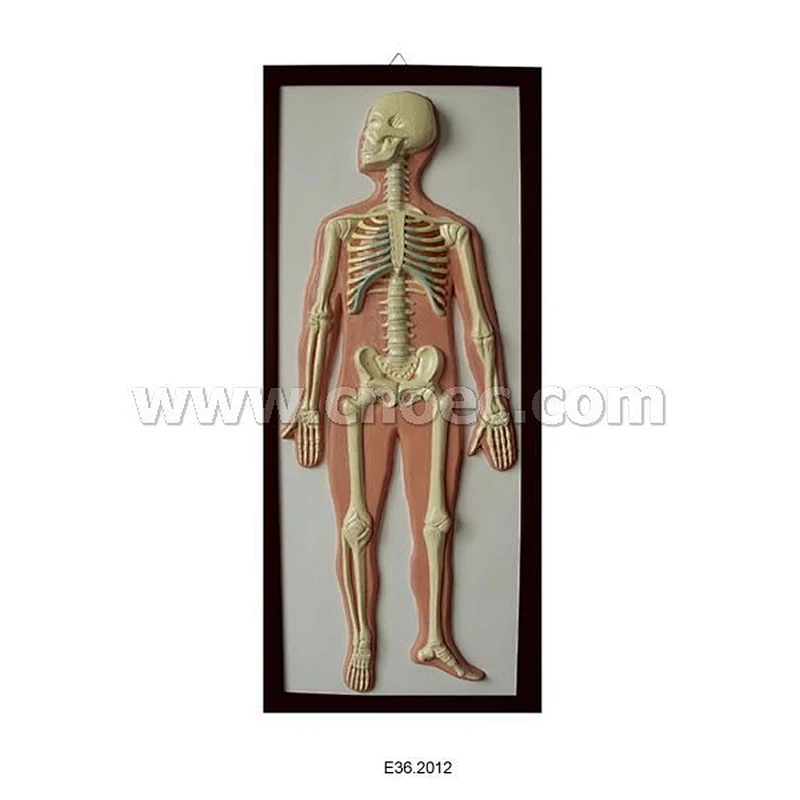 Relief Model of Human Skeleton