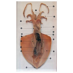 Squid Dissection