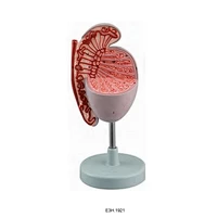 Model Of Testis