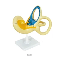 Tai trong của con người
