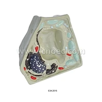 Plant Cell Model