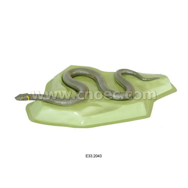 Model of Snake