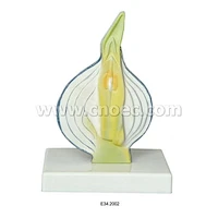 Model of Dissected Onion