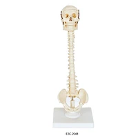 Human Vertebral Column with Skull