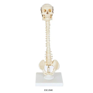 Kafatası ile İnsan Vertebral Sütun