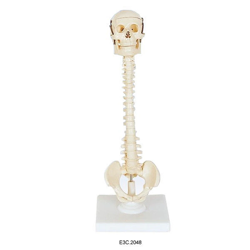 Kafatası ile İnsan Vertebral Sütun